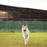 An Akita from Akita Prefecture | JORDAN OXBOROUGH
