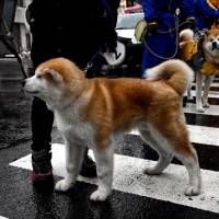 The Amekko-ichi festival in Odate, Akita Prefecture, features a parade hosted by the Akita Dog Preservation Society. | MANAMI OKAZAKI