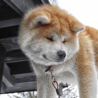 An Akita from Akita Prefecture | MANAMI OKAZAKI