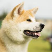An Akita from Akita Prefecture | JORDAN OXBOROUGH