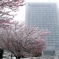 Blossoming plum trees are showered with snow in front of the Ibaraki Prefectural Government building in Mito on Thursday. The snowfall, caused by a strong winter pressure pattern, started Thursday morning. | KYODO