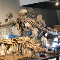 The complete remains of a Jurassic Period Hesperosaurus dinosaur, which is in the final stage of assembly, is shown to media at Fukui Prefectural Dinosaur Museum in the city of Katsuyama, Fukui Prefecture, on Wednesday. The skeletal remains of the 6-meter-long, 2.8-meter-tall herbivorous dinosaur will be the world\'s first complete assembly of the creature. The prefecture purchased the bones, which were found in the U.S. state of Wyoming in 1986, two years ago. | KYODO