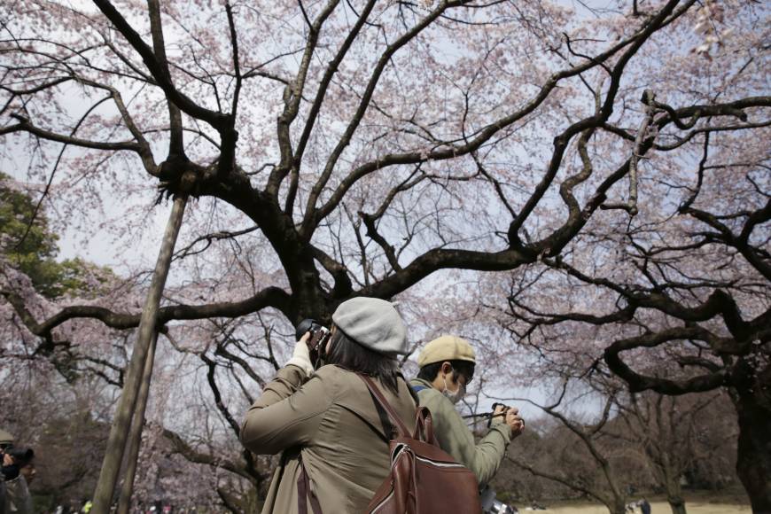Best parks for cherry-blossom viewing in Tokyo AP