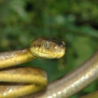 A handout photo provided Wednesday by Nature shows a brown treesnake (Boiga irregularis) on Guam in 2010. The nonnative snake species that has already wiped out most of Guam’s tree-dwelling birds is also decimating the Pacific island’s forests, researchers said Wednesday. Nonnative bird-killing snakes also found to be ravaging Guam's forests