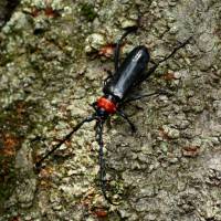 A red-necked longhorn beetle | JAPAN WILDLIFE RESEARCH CENTER