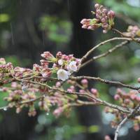 Cherry tree 
,  Flowering expectation cherry tree, \'\'Somei yoshini\'\', at Yasukuni shrine on March 21, 2017. This is a sample tree for phenological observation conducted by the Tokyo Regional Headquarters of the Japan Meteological Agency.  YOSHIAKI MIURA  PHOTO | YOSHIAKI MIURA