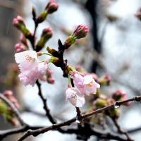 Sakura cherry blossoms are seen at Yasukuni Shrine in Tokyo on Tuesday. The Meteorological Agency declared Tuesday the first day of the cherry blossom season. | YOSHIAKI MIURA
