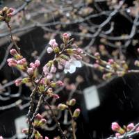 Sakura cherry blossoms are seen at Yasukuni Shrine in Tokyo on Tuesday. The Meteorological Agency declared Tuesday the first day of the cherry blossom season. | YOSHIAKI MIURA