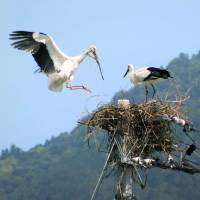 At least one egg has been laid by a Oriental White Stork in Tokushima Prefecture. | CITY OF NARUTO / KYODO