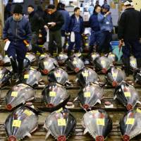 Rows of tuna are displayed at the Tsukiji market on Jan. 5. Tails are severed so that wholesalers can judge the quality of the fish. | KYODO