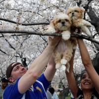 Jon Krepsky holds his pet dogs up for a photo with cherry blossoms near the Washington Monument in Washington, D.C., on Saturday. The trees were gifted to the U.S. in 1912 by Tokyo Mayor Yukio Ozaki as a sign of friendship. | REUTERS