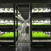 Food factory: At Spread\'s facility in Kameoka, Kyoto Prefecture, lettuce is grown hydroponically using timed doses of LED light. | J.J. O\'DONOGHUE
