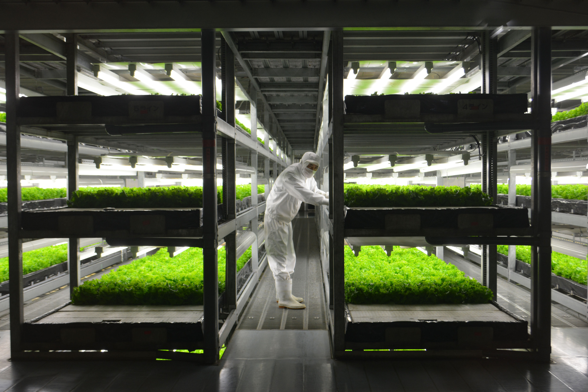 Food factory: At Spread's facility in Kameoka, Kyoto Prefecture, lettuce is grown hydroponically using timed doses of LED light. | J.J. O'DONOGHUE