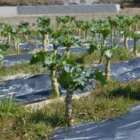 Day in the sun: Kale grows in a field the old-fashioned way at an organic farm in Wazuka, Kyoto Prefecture. | J.J. O\'DONOGHUE