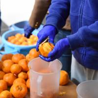 Collaborators prepare 25 kg of \'ponkan\' in a process that took a group of about 10 people more than two hours. | SATOKO KAWASAKI
