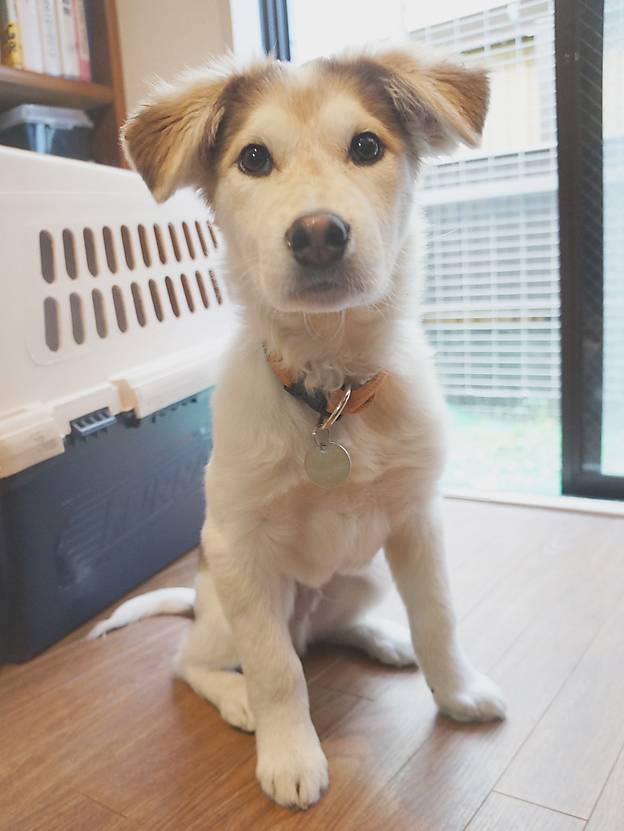 Do Dogs Cuddle The Alpha