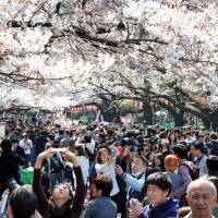Pretty in pink: Visitors enjoy cherry blossoms in bloom at Tokyo’s Ueno Park. Cherry blossom season is the perfect time to visit Japan