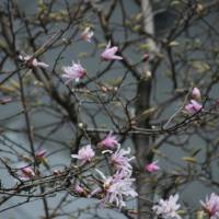 Magnolias bloom on a rainy spring day in Tokyo. | KIT NAGAMURA