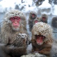 Not as cute as they first might appear: A troop of Japanese macaques sit in an open-air hot spring at the Jigokudani Monkey Park near the town of Yamanouchi, Nagano Prefecture, in January 2012. | AFP-JIJI