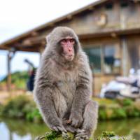 A macaque sits on a branch outside a house. Many monkeys in rural parts of Japan have grown accustomed to the presence of humans. | ISTOCK
