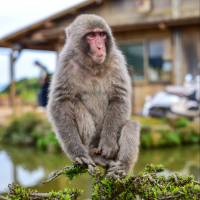 A macaque sits on a branch outside a house. Many monkeys in rural parts of Japan have grown accustomed to the presence of humans. Macaques might make monkeys of us all