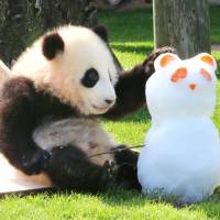 Yuihin, a giant panda born last September at Adventure World zoo in Shirahama, Wakayama Prefecture, touches a panda-shaped snowman after making its outdoor debut Friday. The female panda, which weighed just 197 grams at birth, now weighs more than 11 kg. | THE KII MINPO / VIA KYODO