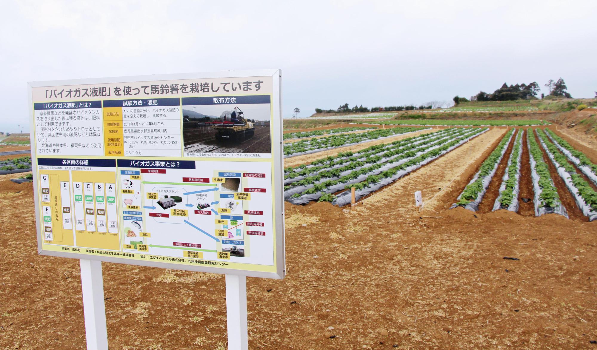 A potato field in Nagashima, Kagoshima Prefecture, uses liquid residues from a local biogas power plant as fertilizer. | KYODO