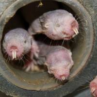Four naked mole-rats are seen in a University of Illinois at Chicago laboratory in an undated photo released Thursday. | COURTESY OF THOMAS PARK / UIC / HANDOUT / VIA REUTERS