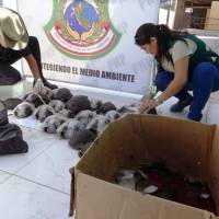 A handout picture released by SERFOR shows wildlife staff liberating some of the 29 endangered Galapagos tortoises from Ecuador intercepted and rescued in Piura, northern Peru, on Wednesday. The tortoises, which were wrapped in tape and carried in a box in the hold of a bus, were being transported for commercialization in the European black market, the National Forest and Wildlife Service (SERFOR) said. | SERFOR / HO / VIA AFP-JIJI