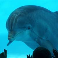 The controversy over the acquisition of dolphins caught in much-criticized drive hunts off the town of Taiji, Wakayama Prefecture, has led two aquariums to cancel their memberships with the Japanese Association of Zoos and Aquariums. Aquariums in Kanagawa, Yamaguchi sever ties with national body over Taiji dolphin ban