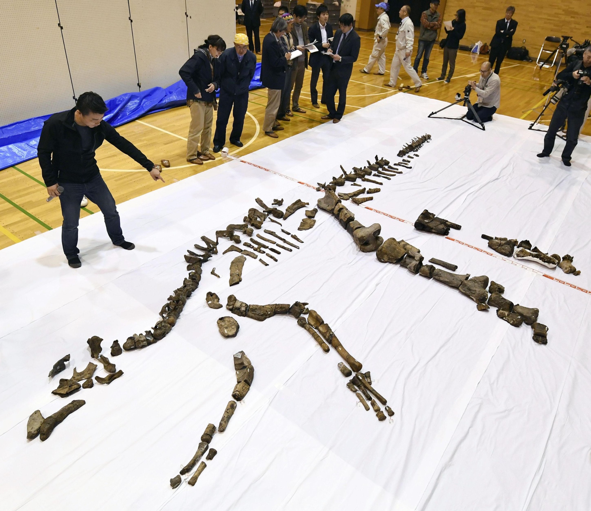 Fossilized parts of an 8-meter-long Hadrosaurid, unearthed in Hokkaido, are shown Thursday in the town of Mukawa, Hokkaido. | KYODO