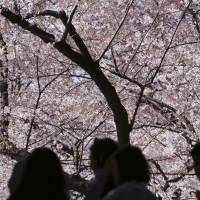 People admire cherry blossoms at Ueno Park in Tokyo. In Miyazaki Prefecture, a joyful cherry blossom-viewing party turned into a major accident after a gas cartidge exploded, hurting at least six. | AP