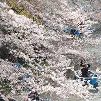 Visitors row boats in Chidorigafuchi moat at the Imperial Palace in central Tokyo on Sunday while admiring blossoming cherry trees. | KYODO