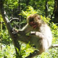 In its element: A Japanese macaque monkey enjoys the sun. | TOM FAY