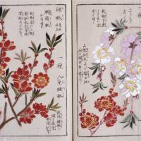\"Honzo Zufu\" (illustrated book of plants), compiled by Iwasaki Kan\'en (c.1844) | THE UNAUTHORIZED REPRODUCTION OF THIS IMAGE IS PROHIBITED