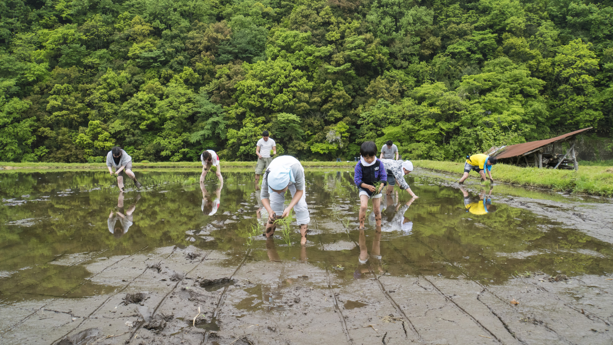 Labor of love: Volunteers plant rice by hand in the Takeshita Honten fields in Shimane Prefecture. | NIHONSHU OENDAN