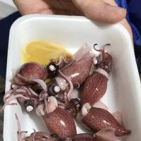 The freshest: Newly caught hotaru-ika firefly squid. | ROBBIE SWINNERTON