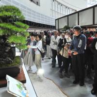 Visitors on Friday look at a bonsai that was being cultivated just 3 km away from ground zero when the atomic bomb was dropped on Hiroshima in August 1945. It is being exhibited at the eighth World Bonsai Convention in the city of Saitama. The event, where several hundred bonsai are on display, has a 600-year-old one worth &#165;100 million. | YOSHIAKI MIURA