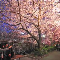 Cherry trees are illuminated at twilight along the Meguro River in Tokyo on Wednesday evening. Blossom-viewing parties in the capital are expected to enter full swing this weekend. | YOSHIAKI MIURA