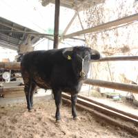 Tajima-gyu, from which Kobe beef is produced, comes from the Japanese black breed. | ISTOCK