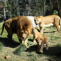 Lion cubs born after a pioneering veterinary procedure that involved a reversed vasectomy of their father, are presented to the media at Buin Zoo in the outskirts of Santiago Thursday. | REUTERS