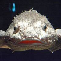 A blobfish is displayed at Aquamarine Fukushima in Iwaki, Fukushima Prefecture. The fish had been chosen as the world\'s ugliest animal. | KYODO