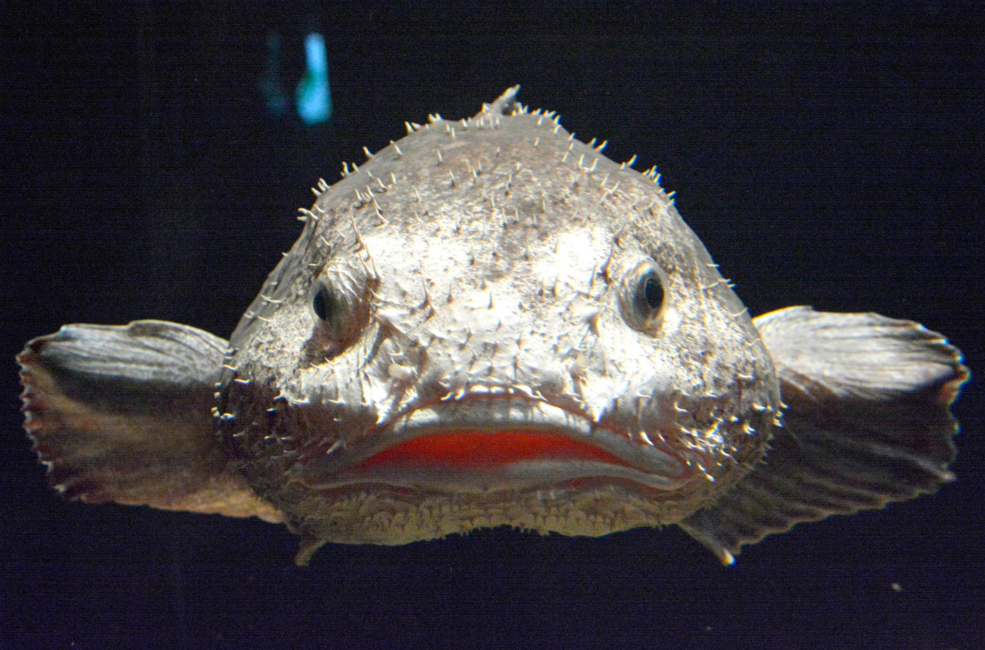 Rare blobfish, deemed world's ugliest creature, goes on display at  Fukushima aquarium | The Japan Times
