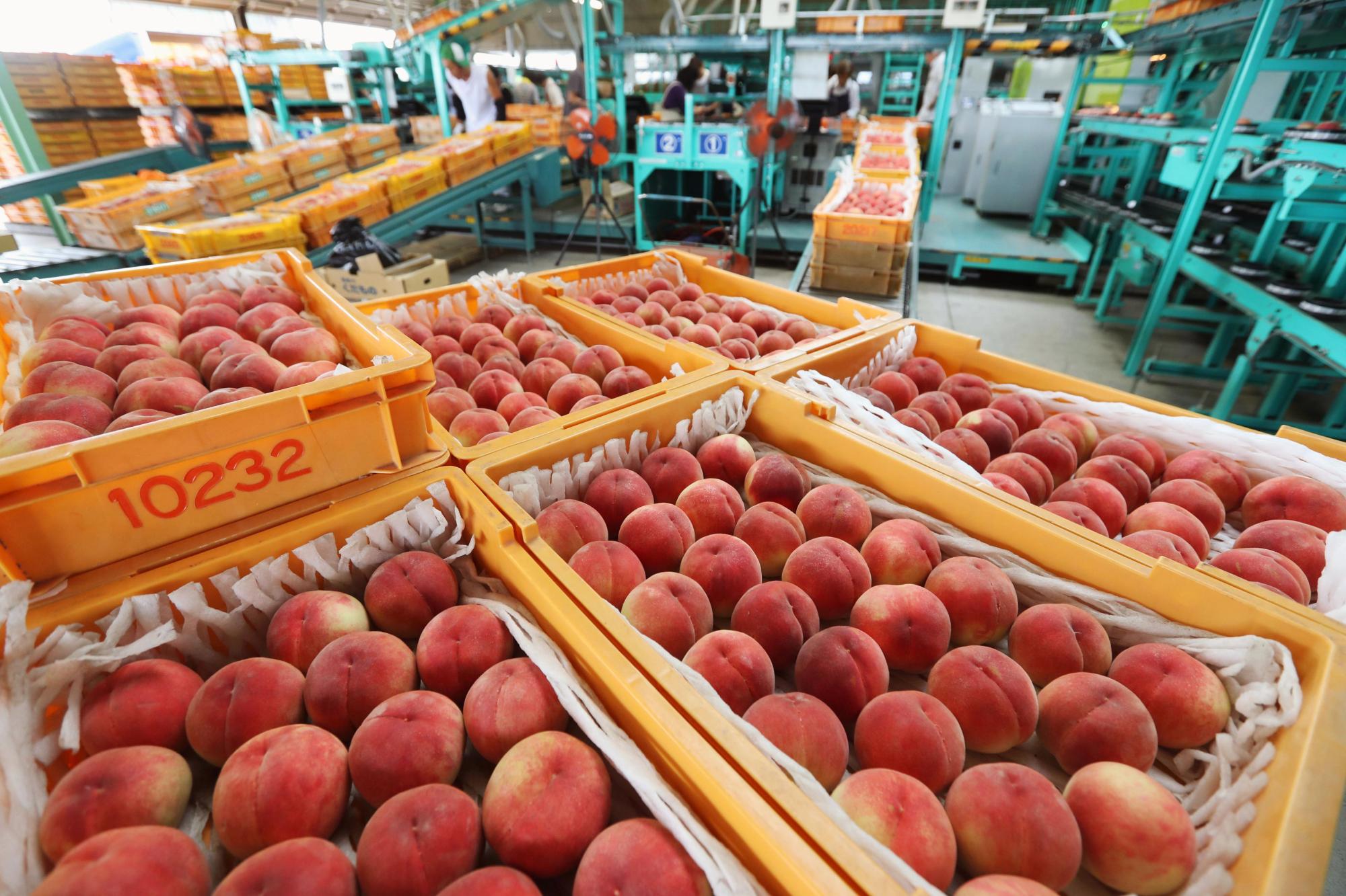 Peaches grown in Fukushima Prefecture are seen in this photo taken in July 2016. | KYODO