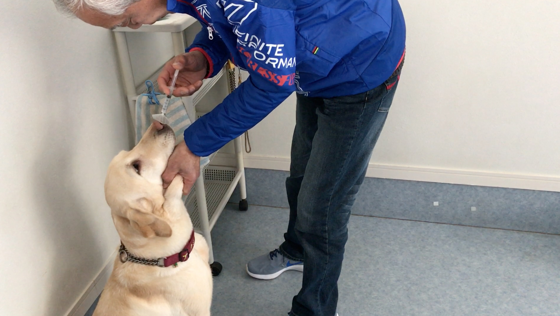 Bee, a female Labrador retriever at St. Sugar Japan, a dog training center in Tateyama, Chiba Prefecture, is prompted to remember the smell of cancerous cells as part of  a training exercise. | TOWN OF KANEYAMA