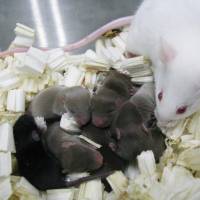 Mice born using freeze-dried sperm samples stored on the International Space Station are seen in this handout photo. Mouse sperm yield healthy mice after months in space