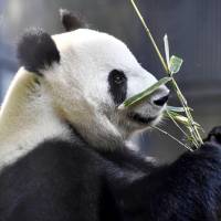 Shin Shin, a giant panda at the Ueno Zoological Gardens in Tokyo, has shown signs of pregnancy, the zoo said Tuesday. | KYODO