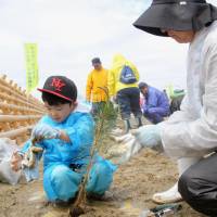 People plant pine saplings Saturday on the coast of Rikuzentakata, Iwate Prefecture, a city that was wiped off the Pacific coastline by tsunami spawned by the March 2011 mega-quake. | KYODO