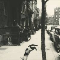 \"Perry Street Cat\" (c.1949) | &#169; SAUL LEITER ESTATE