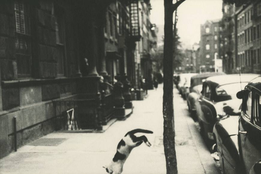 Photographer Saul Leiter: A Retrospective 'Perry Street Cat' (c.1949) | © SAUL LEITER ESTATE